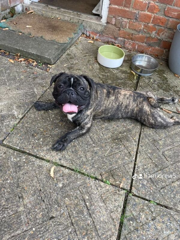 French Bulldog puppies for sale in Bury St Edmunds, Suffolk – 1 year old - Image 5 of 6