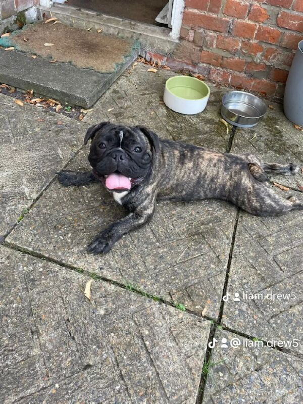French Bulldog puppies for sale in Bury St Edmunds, Suffolk – 1 year old - Image 6 of 6