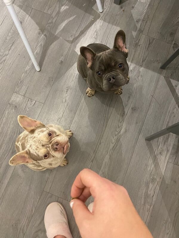 2 French bulldog puppies - Image 2 of 2