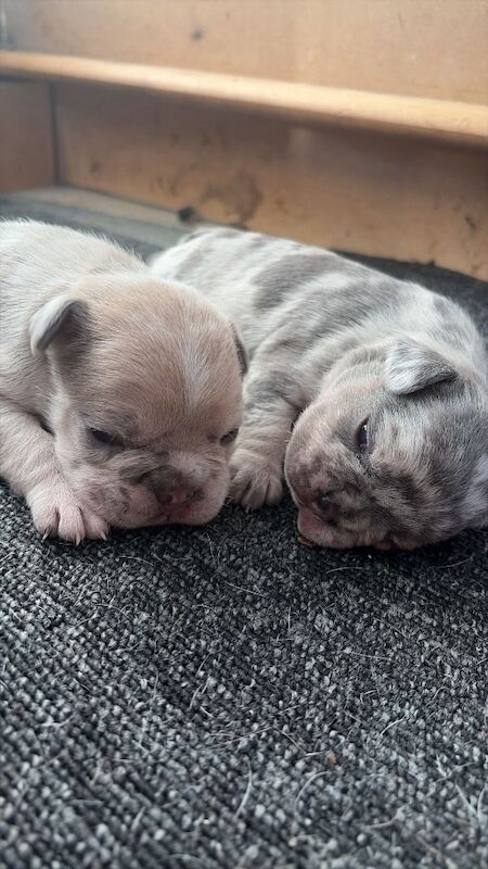 2 French bulldogs