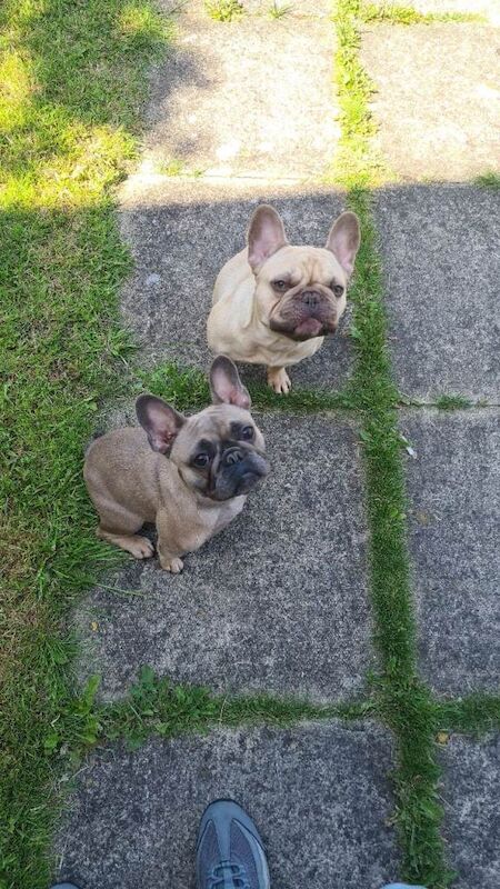2 french bulldogs