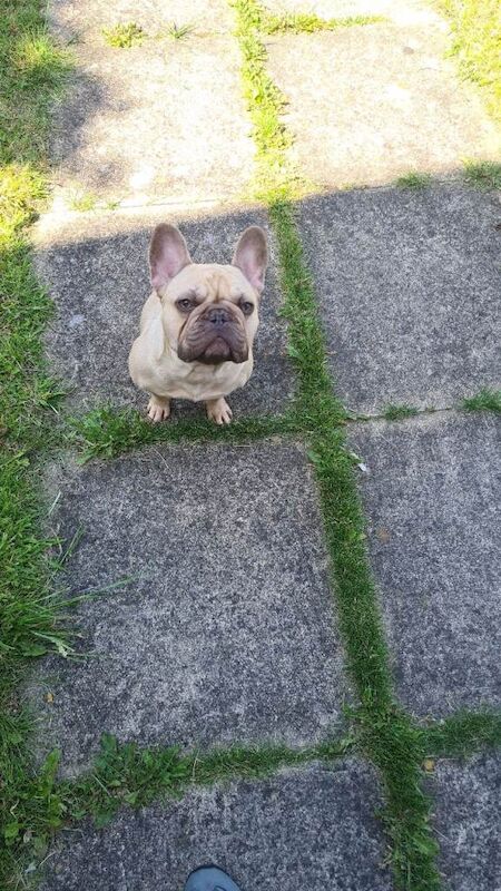 2 french bulldogs - Image 2 of 3