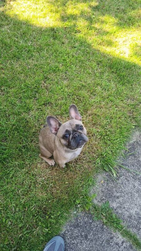 2 french bulldogs - Image 3 of 3