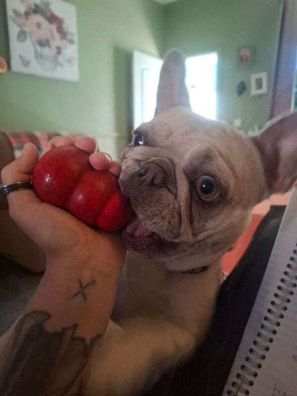 2 french bulldogs female bonded