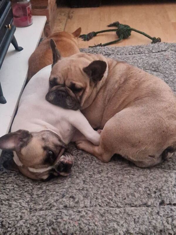 French Bulldog puppies for sale in Cleckheaton, West Yorkshire – KC registered, 2 years old