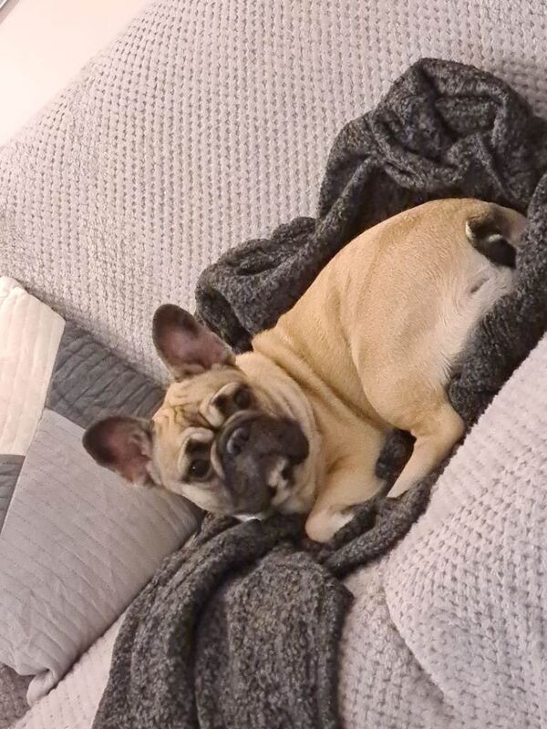 2 frenchie (mother and daughter) - Image 2 of 5