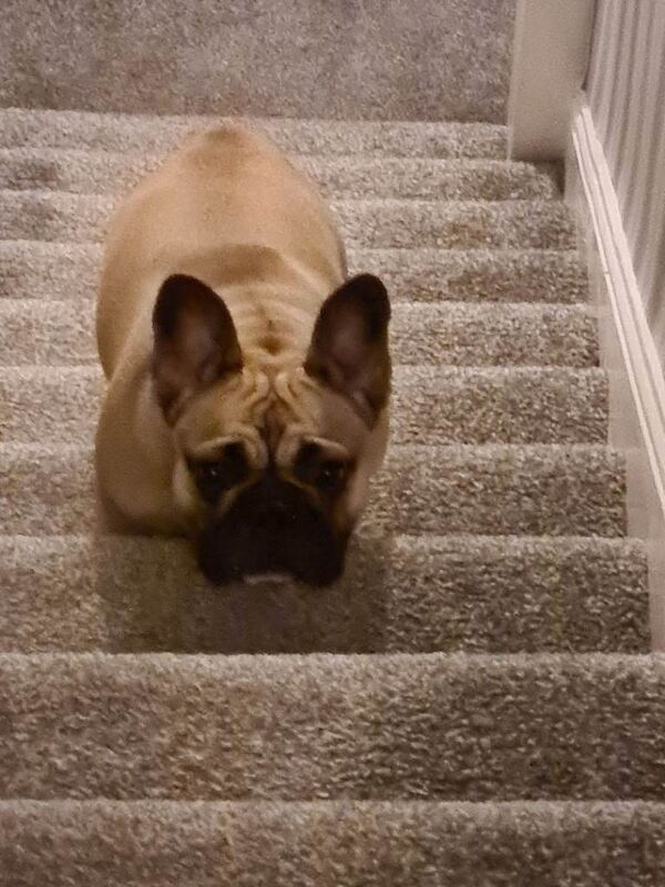 2 frenchie (mother and daughter) - Image 3 of 5