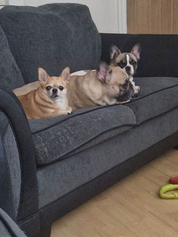 2 frenchie (mother and daughter) - Image 4 of 5