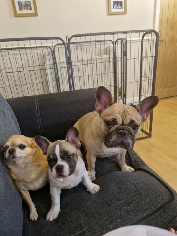 2 frenchie (mother and daughter) - Image 5 of 5