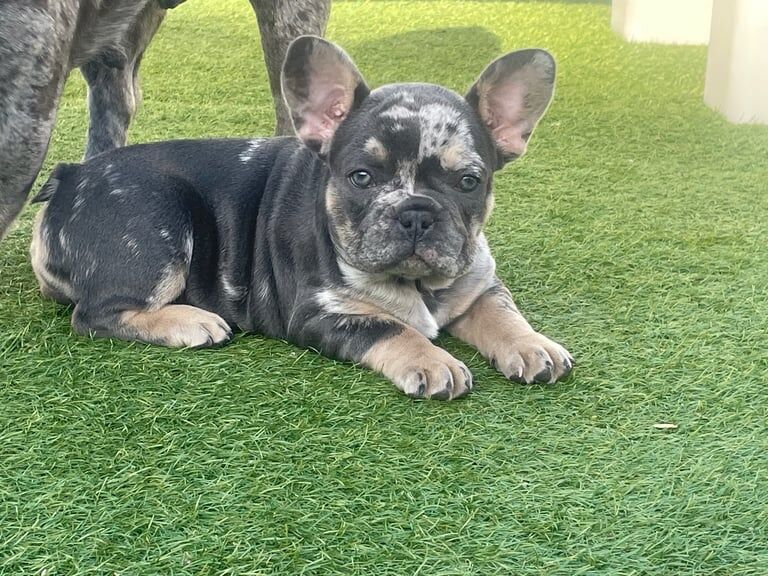 2 girl Frenchies looking for a forever home for sale in Failsworth, Greater Manchester