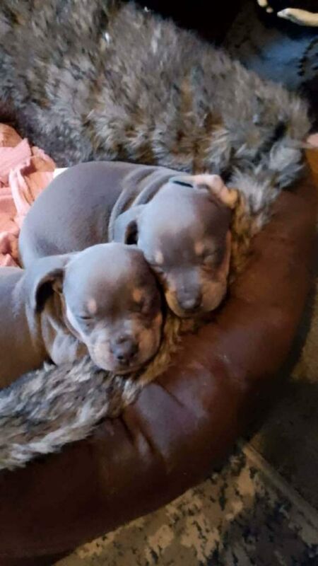 French Bulldog puppies for sale in Liverpool, Merseyside – 12 weeks old