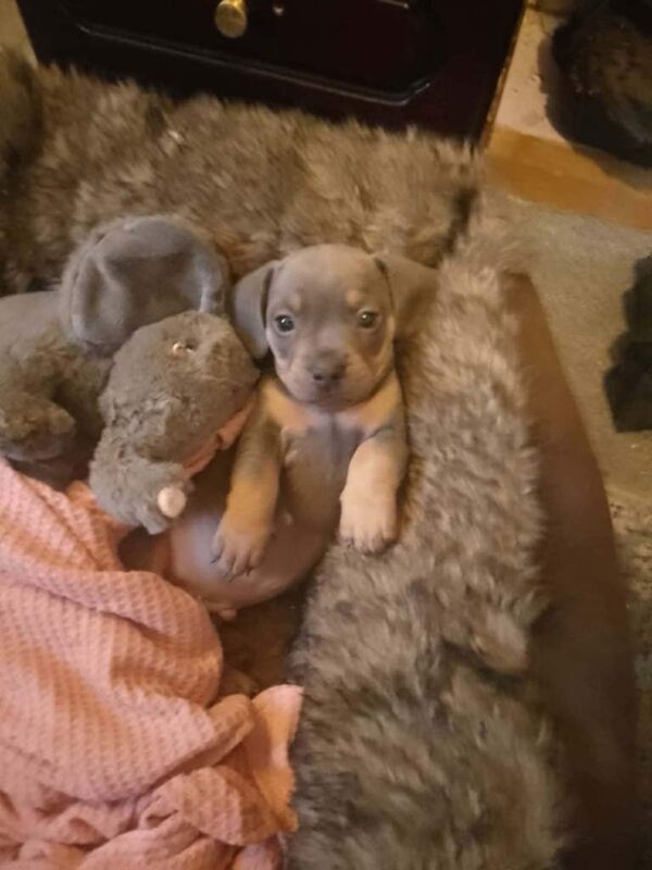 2 Male French wieners puppies (Frenchie and Dashbund mix - Image 2 of 6