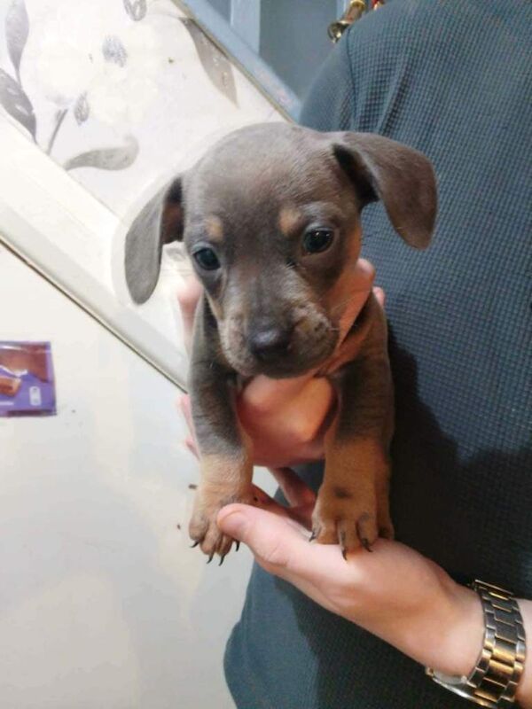 2 Male French wieners puppies (Frenchie and Dashbund mix - Image 3 of 6