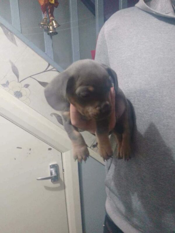 2 Male French wieners puppies (Frenchie and Dashbund mix - Image 4 of 6