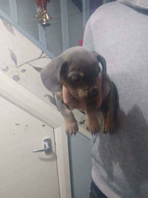 2 Male French wieners puppies (Frenchie and Dashbund mix - Image 5 of 6