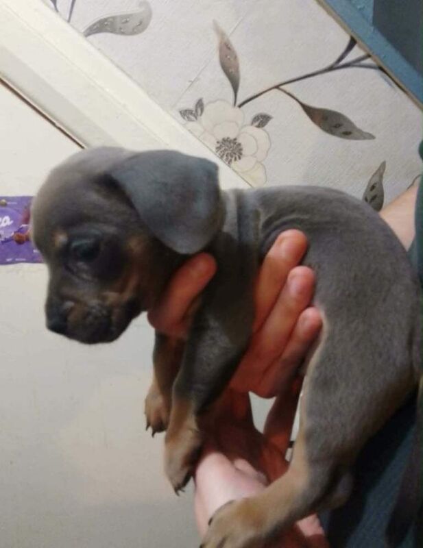 2 Male French wieners puppies (Frenchie and Dashbund mix - Image 6 of 6