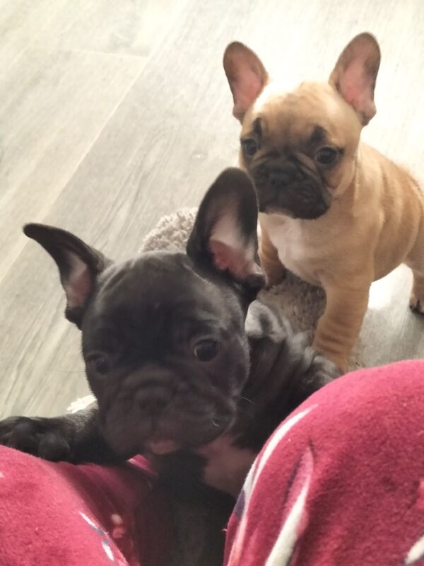 2 male puppies for sale in Gateshead, Tyne and Wear | Image 2