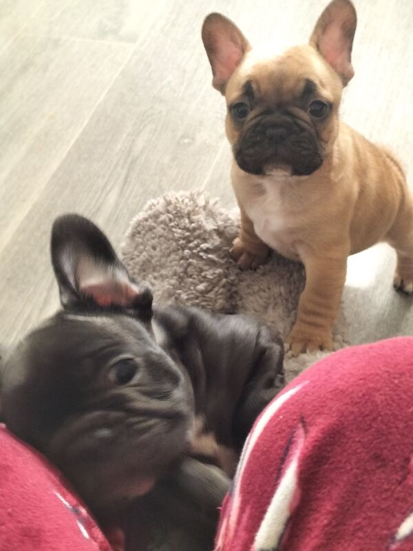 2 male puppies for sale in Gateshead, Tyne and Wear | Image 3