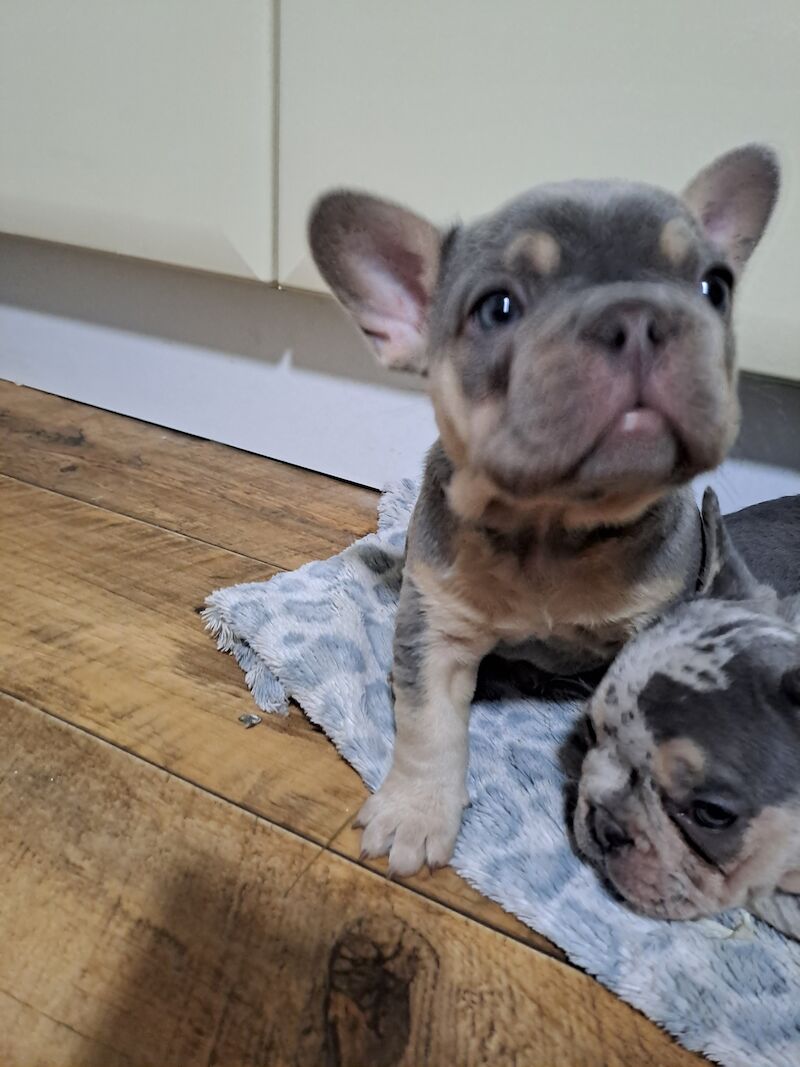 2 males , 1 female left for sale in Nantwich, Cheshire | Image 4
