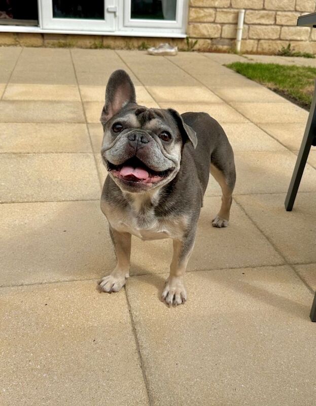French Bulldog Puppies For Sale Under £1,000