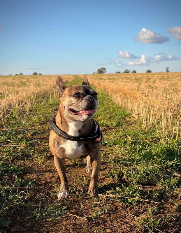 2 x loving French bulldogs to re-home - Image 2 of 3