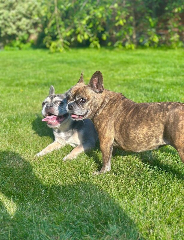 2 x loving French bulldogs to re-home - Image 3 of 3