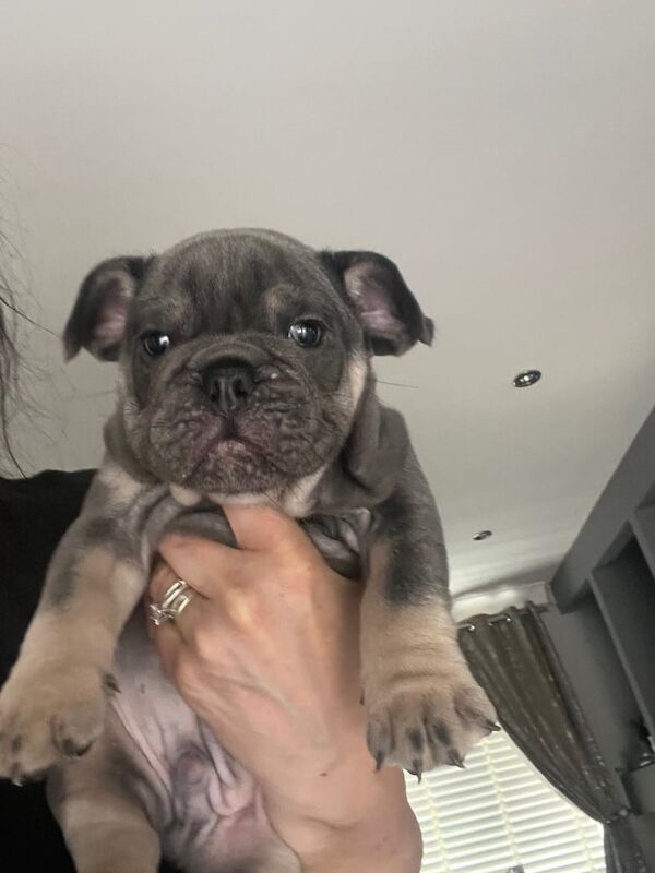 2 x male freelance bulldogs for sale in Chester Moor, Durham