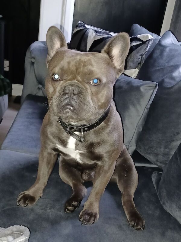 French Bulldog puppies for sale in Perth and Kinross – KC registered, 2 years old