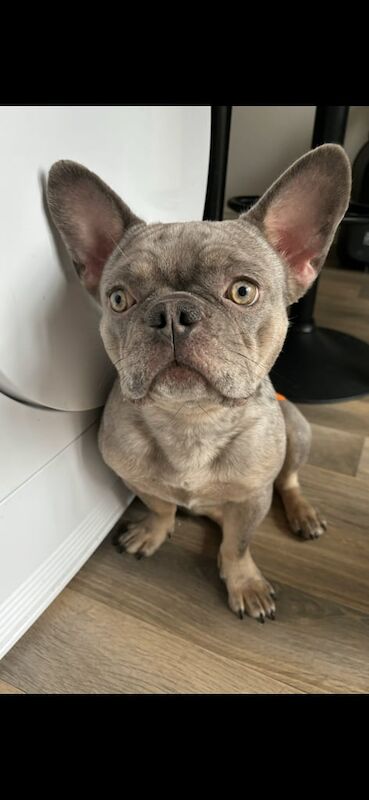 2 year old French bulldog for sale in Market Drayton, Shropshire