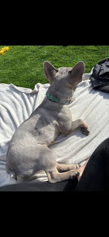 2 year old French bulldog for sale in Market Drayton, Shropshire | Image 2