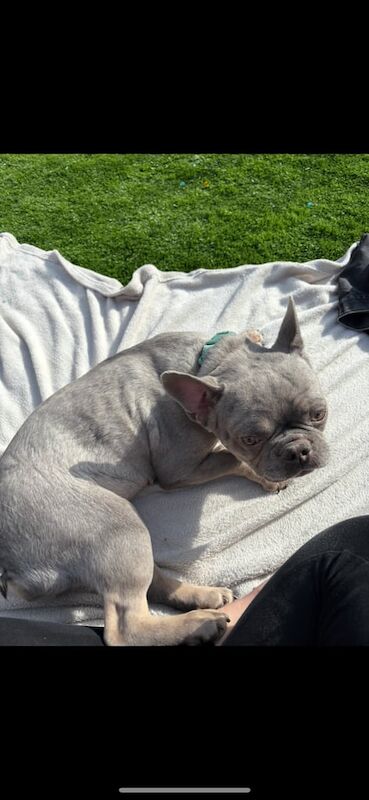 2 year old French bulldog for sale in Market Drayton, Shropshire | Image 3