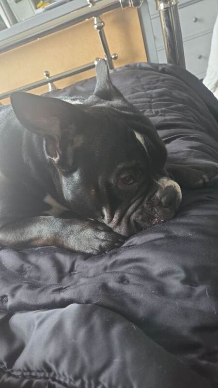 2 year old girl looking for home