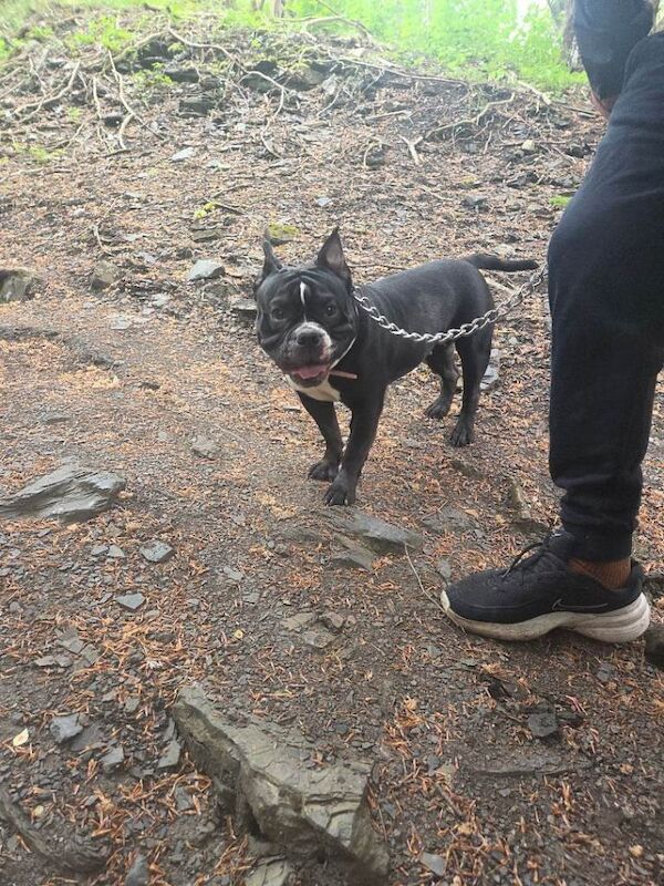 2 year old girl looking for home - Image 2 of 4