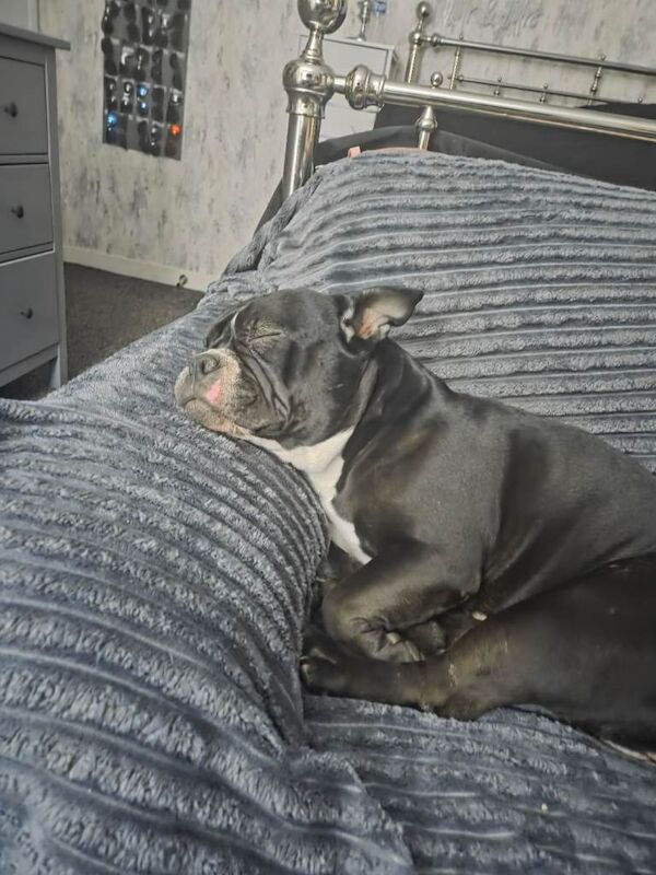 2 year old girl looking for home - Image 3 of 4