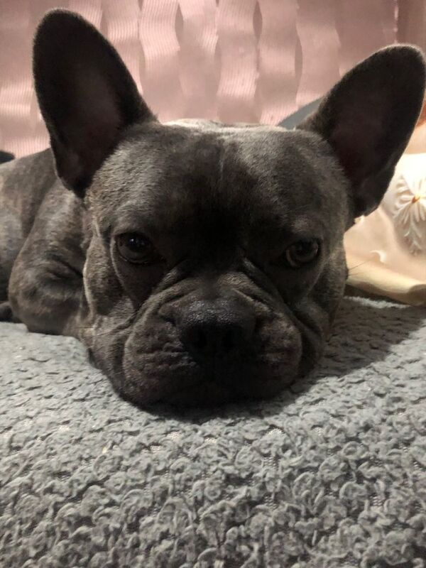French Bulldog puppies for sale in Kirkcaldy, Fife – KC registered, 2 years old