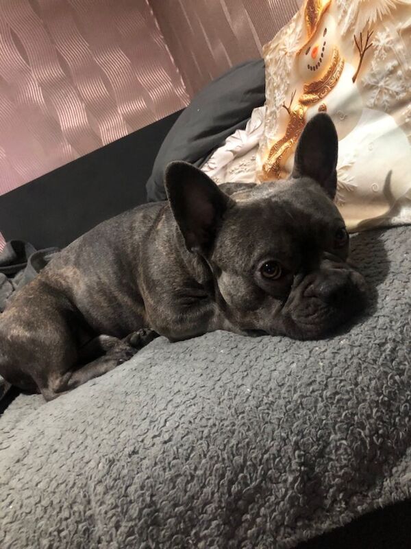 French Bulldog puppies for sale in Kirkcaldy, Fife – KC registered, 2 years old - Image 2 of 3