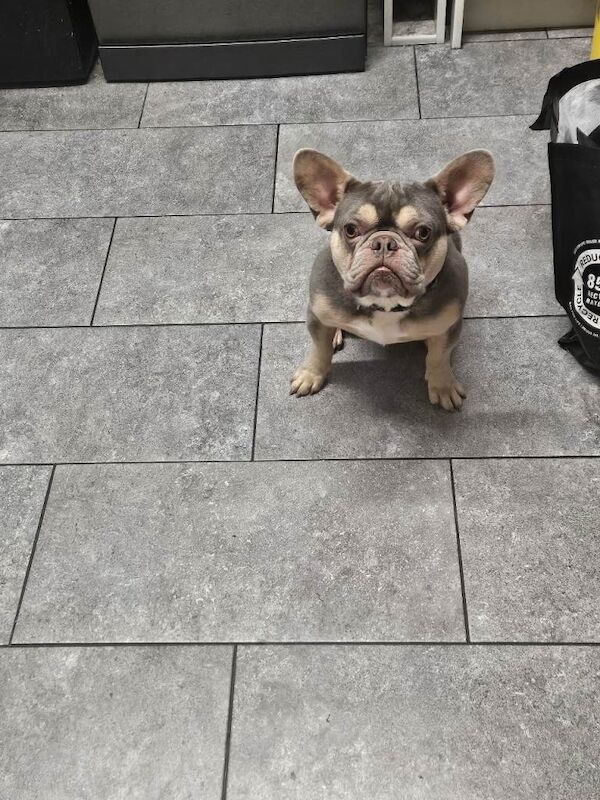French Bulldog puppies for sale in Norwich, Norfolk – KC registered, 1 year old