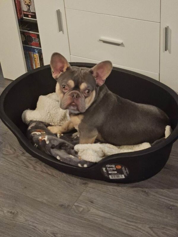 French Bulldog puppies for sale in Norwich, Norfolk – KC registered, 1 year old - Image 2 of 3