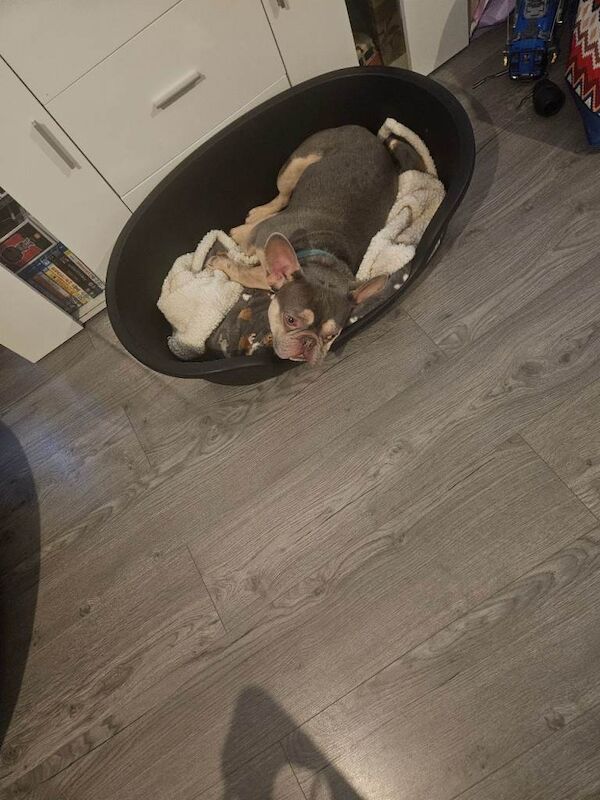 French Bulldog puppies for sale in Norwich, Norfolk – KC registered, 1 year old - Image 3 of 3