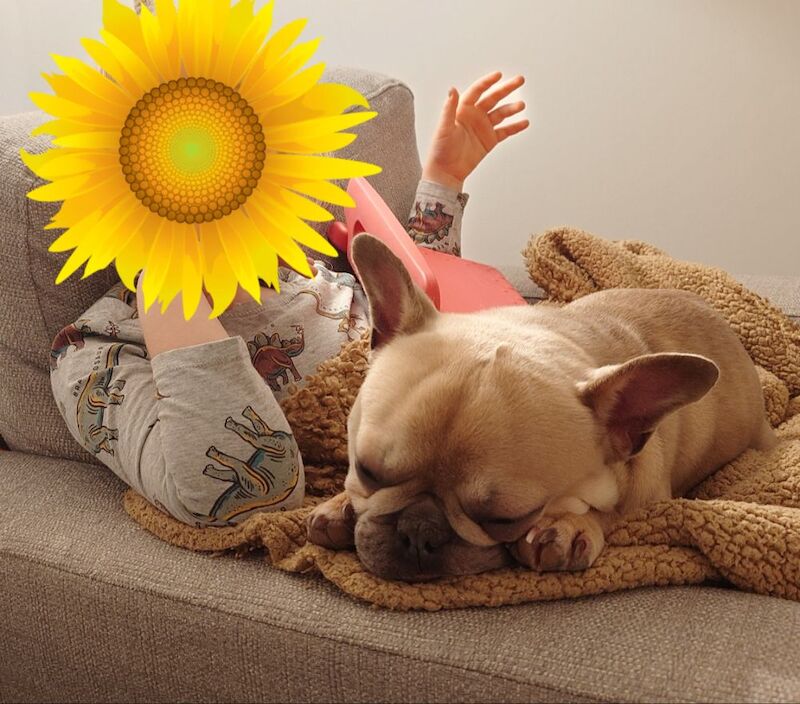French Bulldog puppies for sale in Selsey, West Sussex – 1 year old - Image 2 of 5