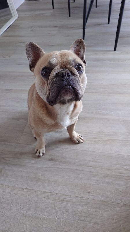 French Bulldog puppies for sale in Selsey, West Sussex – 1 year old - Image 3 of 5