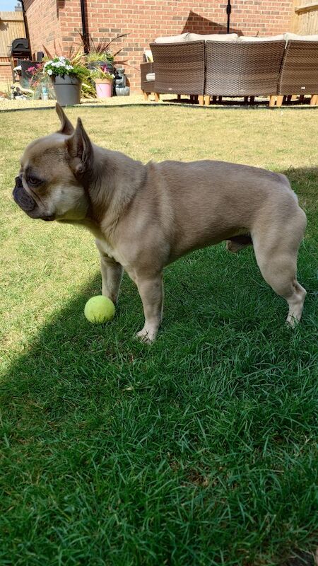 French Bulldog puppies for sale in Selsey, West Sussex – 1 year old - Image 4 of 5