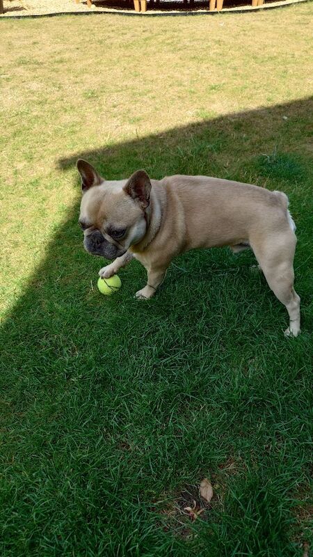 French Bulldog puppies for sale in Selsey, West Sussex – 1 year old - Image 5 of 5