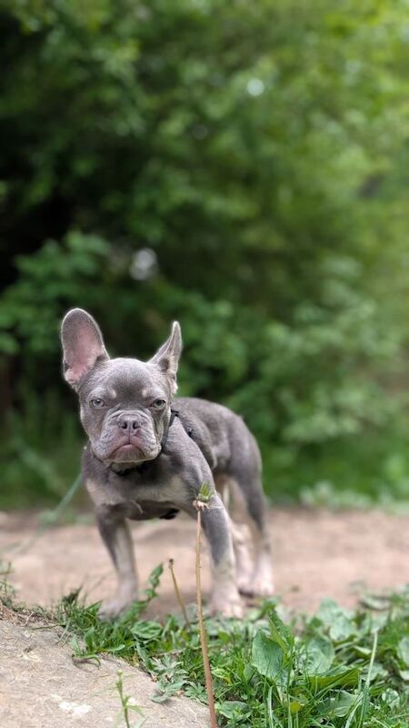 Stunning Frenchie for sale - Image 2 of 3