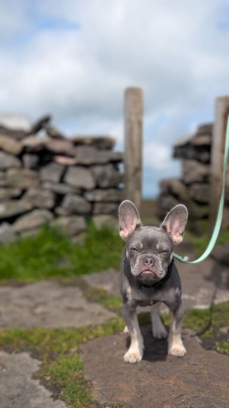 Stunning Frenchie for sale - Image 3 of 3