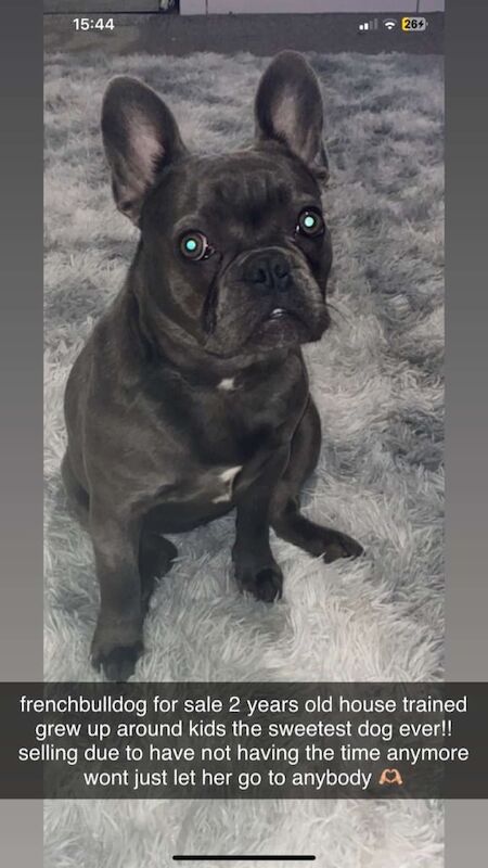 French Bulldog puppies for sale in Northfield, West Midlands – 2 years old