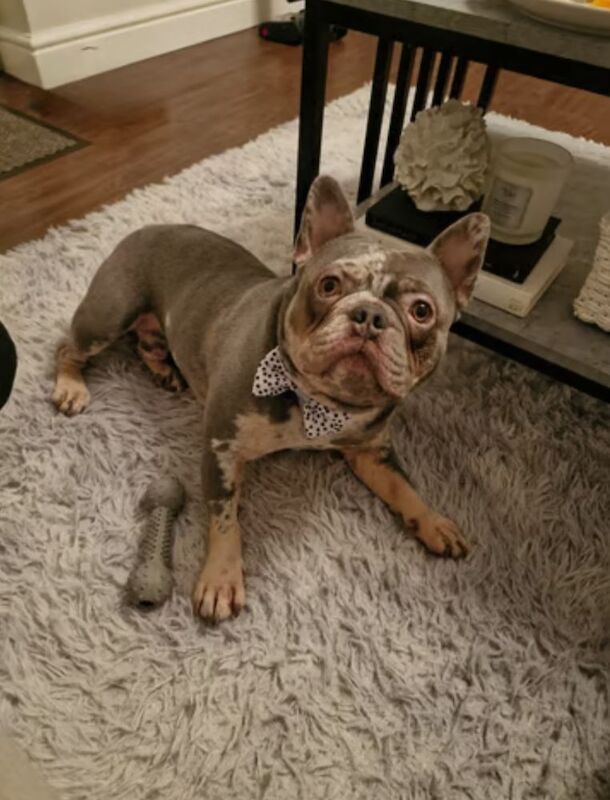 2.5 Year Old Merle French Bulldog for sale in West Midlands | Image 2