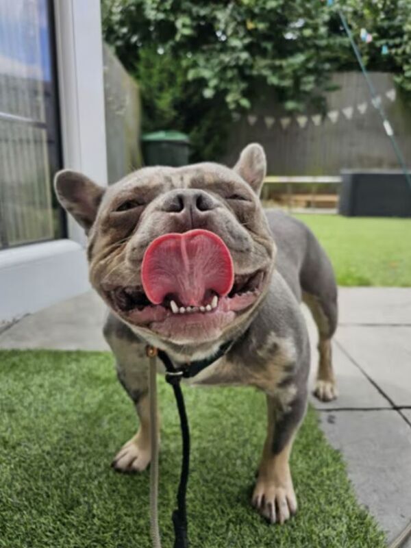 2.5 Year Old Merle French Bulldog for sale in West Midlands | Image 3