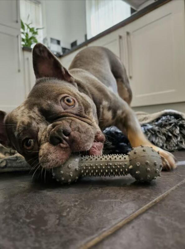 2.5 Year Old Merle French Bulldog for sale in West Midlands | Image 4