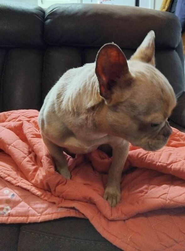 French Bulldog puppies for sale in Carrickfergus, County Antrim – 2 years old